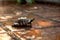 Turtle meanders across tiled surface, shell shining in soft light