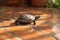 Turtle meanders across tiled surface, shell shining in soft light