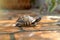 Turtle meanders across tiled surface, shell shining in soft light