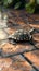 Turtle meanders across tiled surface, shell shining in soft light