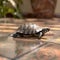 Turtle meanders across tiled surface, shell shining in soft light