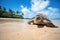 a turtle moving on a sandy beach