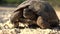 Turtle in Natural Environment, Walking Exotic Turtle in Nature, Reptile Close up