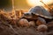 Turtle nest with eggs a protective mother overseeing