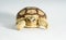 Turtle Newborn sulcata