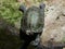 A turtle orlitia borneensis at the edge of the river getting ready to drink water