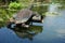 Turtle ornament reflecting in lily pond