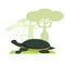 Turtle painted