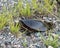Turtle Painted Photo.  Turtle painted laying eggs.  Painted turtle profile view