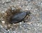 Turtle Painted Photo.  Turtle painted laying turtle eggs. Painted turtle profile view