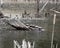 Turtle Painted Photo.  Turtle painted in the water on a log. Painted turtles on log looking towards the sky. Cattail foreground.