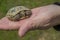 Turtle on the palm. Little steppe tortoise in spring, Almaty, Kazakhstan