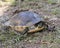 Turtle photo.  Turtle close-up profile digging a hole for laying eggs