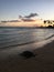 Turtle at Poipu Beach during Sunset on Kauai Island in Hawaii.