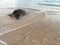 Turtle at Poipu Beach during Sunset on Kauai Island in Hawaii.