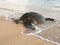 Turtle at Poipu Beach during Sunset on Kauai Island in Hawaii.