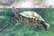 Turtle pokes it\'s head out of water