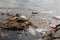 Turtle in polluted river with plastic bottle and many garbage