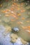 Turtle in pond with goldfishes