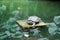 Turtle on Pond at Jim Thompson\\\'s House Museum Bangkok Thailand