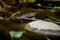 Turtle in a pond of the jungle of Cuc Phuong in Vietnam