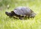Turtle portrait on grass isolate