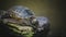 Turtle, Red-eared slider or Trachemys scripta elegans sunbathe on waterline, HD