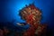 Turtle red korals blue sun