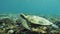 Turtle Reef Underwater Slowmotion 4k