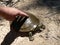 Turtle Released back to Murray River Australia