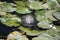 Turtle resting on lily pad