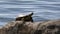 A turtle resting on a rock at the water