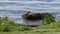 A turtle resting on a rock at the water