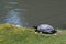 Turtle Resting Sitting next to White Flowers near a Pond