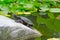 Turtle resting on the stone in a lotus pond.