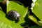 A turtle rests on a leaf in the lake, in the sun