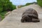 Turtle on road