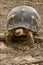 turtle\'s earth in madagascar nosy be