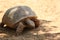 Turtle at Safari Ramat Gan, Israel