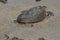 Turtle in the Sand