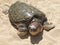 Turtle in the sand. Brazil. Salvador de Bahia