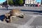 Turtle sculpture in one of the main squares of the city of Bordeaux.