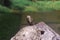 Turtle shallow dof, River cooter, Pseudemys concinna with blurred, bokeh background. Freshwater turtle native to the central and