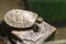 Turtle shallow dof, River cooter, Pseudemys concinna with blurred, bokeh background. Freshwater turtle native to the central and