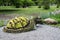 Turtle shaped bush in a topiary garden. Ornamental park garden design.