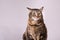 Turtle shell domestic kitty cat wide eyed ears pulled back sitting up studio portrait