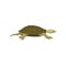 Turtle, side view, tortoise reptile animal vector Illustration on a white background