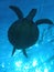 Turtle Sillhouette