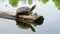 A turtle sits on a log that floats on a lake against the backdrop of trees reflected in the water