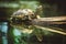 Turtle sitting on branch reflection in water